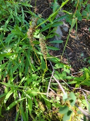 Pedicularis attollens
