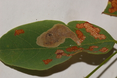 Chrysaster ostensackenella