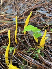 Clavariaceae