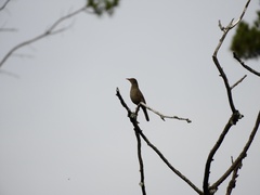Turdus chiguanco