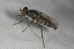 Ozodiceromyia