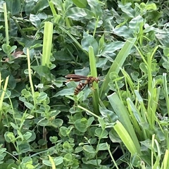 Polistes major major