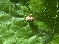 Demotina modesta