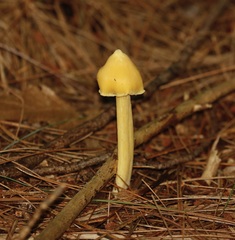 Entoloma murrayi