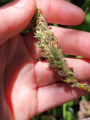 Pedicularis attollens