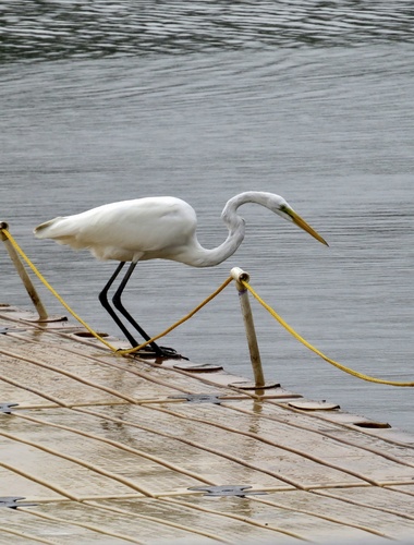 Great Egret photographed in New Jersey