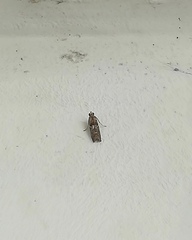 Pyralidae