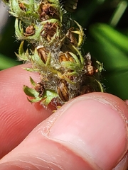 Pedicularis attollens