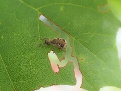 Pseudoedophrys hilleri