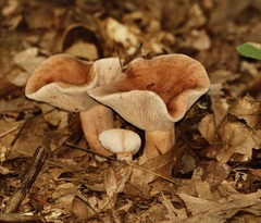Lactarius quietus