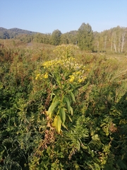 Senecio sarracenicus