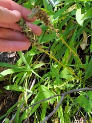Pedicularis attollens