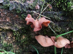 Auricularia fuscosuccinea