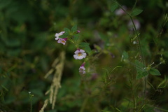 Diplacus torreyi