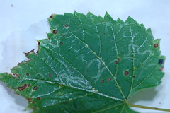 Phyllocnistis vitegenella