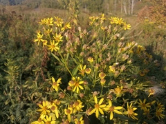 Senecio sarracenicus