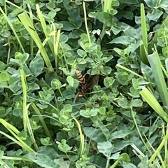 Polistes major major