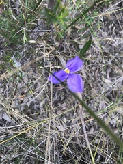 Patersonia