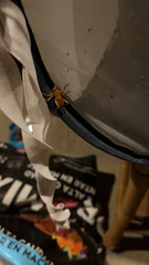 Camptonotus carolinensis