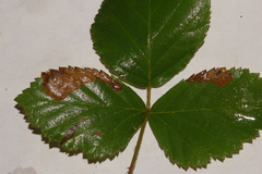 Stigmella rosaefoliella