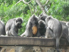 Trachypithecus selangorensis