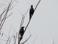 Turdus chiguanco