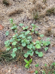 Malva neglecta