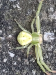 Misumena vatia
