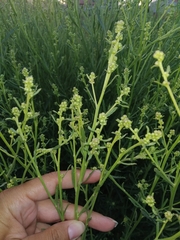 Baccharis spicata