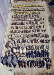 Coturnicops noveboracensis