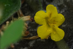 Erythranthe moschata