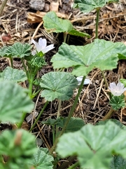 Malva neglecta
