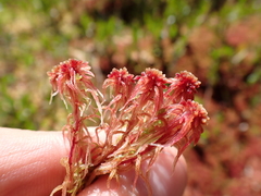 Sphagnum capillifolium