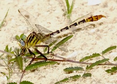 Dromogomphus spoliatus