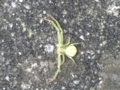 Misumena vatia