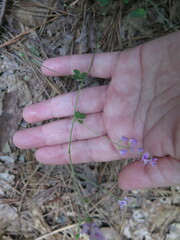 Lespedeza procumbens