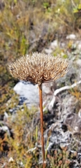 Hermas villosa
