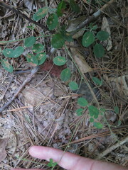 Lespedeza procumbens