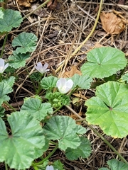 Malva neglecta