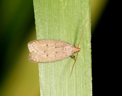 Autostichidae