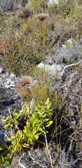 Hermas villosa