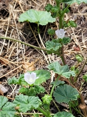 Malva neglecta
