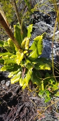 Hermas villosa