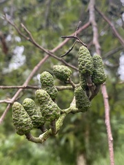 Alnus formosana