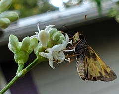 Atalopedes campestris