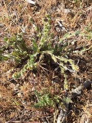 Plagiobothrys arizonicus