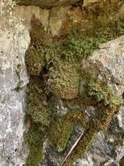 Bartramia pomiformis