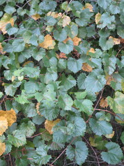 Vitis rotundifolia