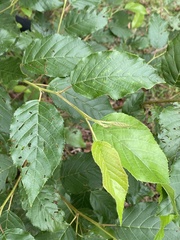 Alnus formosana