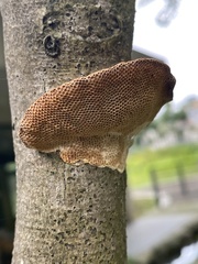 Polyporus